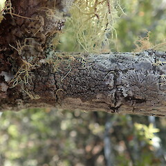 Corticolous lichen on pohutukawa, Rangitoto Auckland.<br>Photographer: Marley Ford, Date taken: 26/02/2022, Licence: <a target='_blank' href='https://creativecommons.org/licenses/by-nc/4.0'>CC BY-NC</a>. <a class='member-message' href='/nzpcn/why-join-nzpcn/' target='_blank'>Members can view a larger version of this image.</a>