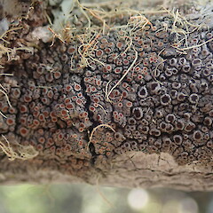 Corticolous lichen on pohutukawa, Rangitoto Auckland.<br>Photographer: Marley Ford, Date taken: 26/02/2022, Licence: <a target='_blank' href='https://creativecommons.org/licenses/by-nc/4.0'>CC BY-NC</a>. <a class='member-message' href='/nzpcn/why-join-nzpcn/' target='_blank'>Members can view a larger version of this image.</a>