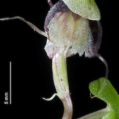 Aorangi Range.<br>Photographer: Jeremy R. Rolfe, Date taken: 09/09/2007, Licence: <a target='_blank' href='https://creativecommons.org/licenses/by/4.0'>CC BY</a>. <a class='member-message' href='/nzpcn/why-join-nzpcn/' target='_blank'>Members can view a larger version of this image.</a>