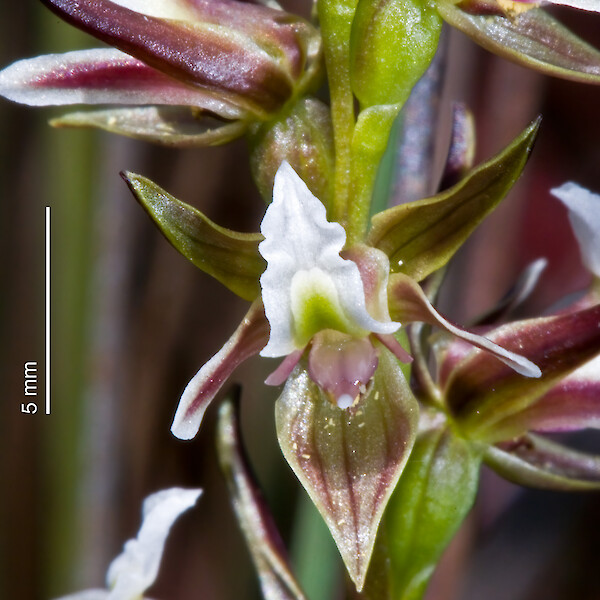 Prasophyllum hectorii