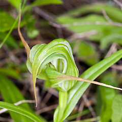 Aorangi Range.<br>Photographer: Jeremy R. Rolfe, Date taken: 02/10/2010, Licence: <a target='_blank' href='https://creativecommons.org/licenses/by/4.0'>CC BY</a>. <a class='member-message' href='/nzpcn/why-join-nzpcn/' target='_blank'>Members can view a larger version of this image.</a>
