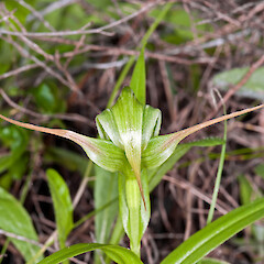Aorangi Range.<br>Photographer: Jeremy R. Rolfe, Date taken: 02/10/2010, Licence: <a target='_blank' href='https://creativecommons.org/licenses/by/4.0'>CC BY</a>. <a class='member-message' href='/nzpcn/why-join-nzpcn/' target='_blank'>Members can view a larger version of this image.</a>