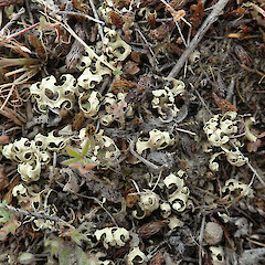 Mahaka Katia Scientific Reserve, Cromwell.<br>Photographer: Melissa Hutchison, Date taken: 19/11/2019, Licence: <a target='_blank' href='https://creativecommons.org/licenses/by-nc/4.0'>CC BY-NC</a>. <a class='member-message' href='/nzpcn/why-join-nzpcn/' target='_blank'>Members can view a larger version of this image.</a>