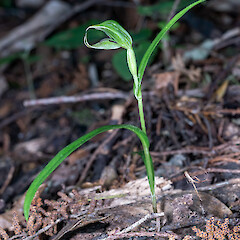 Eastern Wairarapa.<br>Photographer: Jeremy R. Rolfe, Date taken: 01/12/2019, Licence: <a target='_blank' href='https://creativecommons.org/licenses/by/4.0'>CC BY</a>. <a class='member-message' href='/nzpcn/why-join-nzpcn/' target='_blank'>Members can view a larger version of this image.</a>