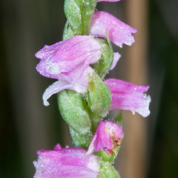 Spiranthes australis