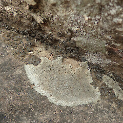 Port Levy, Banks Peninsula. With Peltula euploca.<br>Photographer: Melissa Hutchison, Date taken: 22/05/2020, Licence: <a target='_blank' href='https://creativecommons.org/licenses/by-nc/4.0'>CC BY-NC</a>. <a class='member-message' href='/nzpcn/why-join-nzpcn/' target='_blank'>Members can view a larger version of this image.</a>