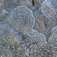 Port Hills Ecological District.<br>Photographer: Melissa Hutchison, Date taken: 22/01/2022, Licence: <a target='_blank' href='https://creativecommons.org/licenses/by-nc/4.0'>CC BY-NC</a>. <a class='member-message' href='/nzpcn/why-join-nzpcn/' target='_blank'>Members can view a larger version of this image.</a>
