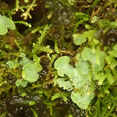 Heaphy Track.<br>Photographer: Melissa Hutchison, Date taken: 04/04/2021, Licence: <a target='_blank' href='https://creativecommons.org/licenses/by-nc/4.0'>CC BY-NC</a>. <a class='member-message' href='/nzpcn/why-join-nzpcn/' target='_blank'>Members can view a larger version of this image.</a>