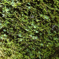 Heaphy Track.<br>Photographer: Melissa Hutchison, Date taken: 04/04/2021, Licence: <a target='_blank' href='https://creativecommons.org/licenses/by-nc/4.0'>CC BY-NC</a>. <a class='member-message' href='/nzpcn/why-join-nzpcn/' target='_blank'>Members can view a larger version of this image.</a>
