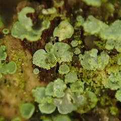 Coromandel Peninsula.<br>Photographer: Melissa Hutchison, Date taken: 05/09/2020, Licence: <a target='_blank' href='https://creativecommons.org/licenses/by-nc/4.0'>CC BY-NC</a>. <a class='member-message' href='/nzpcn/why-join-nzpcn/' target='_blank'>Members can view a larger version of this image.</a>