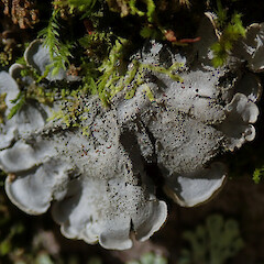 Coccocarpia palmicola