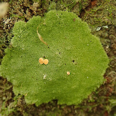 Blandswood.<br>Photographer: Melissa Hutchison, Date taken: 29/02/2020, Licence: <a target='_blank' href='https://creativecommons.org/licenses/by-nc/4.0'>CC BY-NC</a>. <a class='member-message' href='/nzpcn/why-join-nzpcn/' target='_blank'>Members can view a larger version of this image.</a>