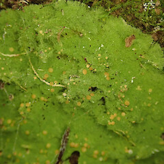 Banks Peninsula.<br>Photographer: Melissa Hutchison, Date taken: 12/11/2019, Licence: <a target='_blank' href='https://creativecommons.org/licenses/by-nc/4.0'>CC BY-NC</a>. <a class='member-message' href='/nzpcn/why-join-nzpcn/' target='_blank'>Members can view a larger version of this image.</a>