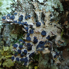 Peel Forest.<br>Photographer: Melissa Hutchison, Date taken: 01/03/2020, Licence: <a target='_blank' href='https://creativecommons.org/licenses/by-nc/4.0'>CC BY-NC</a>. <a class='member-message' href='/nzpcn/why-join-nzpcn/' target='_blank'>Members can view a larger version of this image.</a>