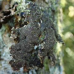Peel Forest.<br>Photographer: Melissa Hutchison, Date taken: 01/03/2020, Licence: <a target='_blank' href='https://creativecommons.org/licenses/by-nc/4.0'>CC BY-NC</a>. <a class='member-message' href='/nzpcn/why-join-nzpcn/' target='_blank'>Members can view a larger version of this image.</a>