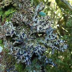 Peel Forest.<br>Photographer: Melissa Hutchison, Date taken: 01/03/2020, Licence: <a target='_blank' href='https://creativecommons.org/licenses/by-nc/4.0'>CC BY-NC</a>. <a class='member-message' href='/nzpcn/why-join-nzpcn/' target='_blank'>Members can view a larger version of this image.</a>
