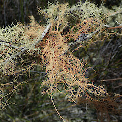 Lake Ohia, Northland.<br>Photographer: Melissa Hutchison, Date taken: 17/01/2020, Licence: <a target='_blank' href='https://creativecommons.org/licenses/by-nc/4.0'>CC BY-NC</a>. <a class='member-message' href='/nzpcn/why-join-nzpcn/' target='_blank'>Members can view a larger version of this image.</a>