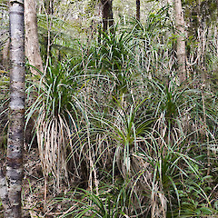 Te Paki.<br>Photographer: Jeremy R. Rolfe, Date taken: 22/09/2011, Licence: <a target='_blank' href='https://creativecommons.org/licenses/by/4.0'>CC BY</a>.