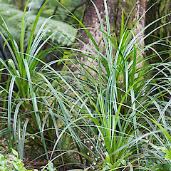 Stokes Valley, Lower Hutt.<br>Photographer: Jeremy R. Rolfe, Date taken: 17/05/2013, Licence: <a target='_blank' href='https://creativecommons.org/licenses/by/4.0'>CC BY</a>.