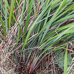 Wainuiomata.<br>Photographer: Jeremy R. Rolfe, Date taken: 03/04/2016, Licence: <a target='_blank' href='https://creativecommons.org/licenses/by/4.0'>CC BY</a>. <a class='member-message' href='/nzpcn/why-join-nzpcn/' target='_blank'>Members can view a larger version of this image.</a>