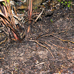 Creeping rhizome. Stokes Valley, Lower Hutt.<br>Photographer: Jeremy R. Rolfe, Date taken: 03/06/2006, Licence: <a target='_blank' href='https://creativecommons.org/licenses/by/4.0'>CC BY</a>.