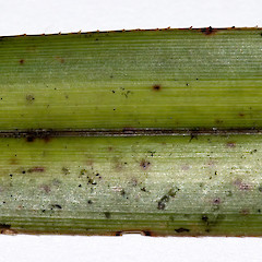 Portion of leaf showing scabrid margin. Stokes Valley, Lower Hutt.<br>Photographer: Jeremy R. Rolfe, Date taken: 30/05/2006, Licence: <a target='_blank' href='https://creativecommons.org/licenses/by/4.0'>CC BY</a>.
