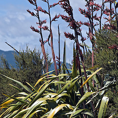 Waikanae Estuary.<br>Photographer: Jeremy R. Rolfe, Date taken: 18/12/2008, Licence: <a target='_blank' href='https://creativecommons.org/licenses/by/4.0'>CC BY</a>.