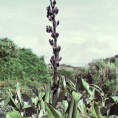 South East Island (Rangatira), Chatham Islands.<br>Photographer: Jeremy R. Rolfe, Date taken: 05/02/1985, Licence: <a target='_blank' href='https://creativecommons.org/licenses/by/4.0'>CC BY</a>.