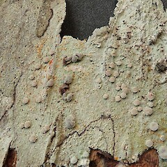 Loxospora cyamidia
