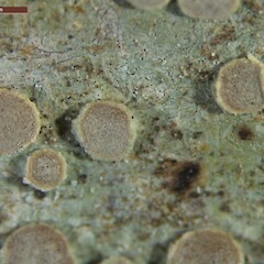 Apothecia, Catlins Southland.<br>Photographer: Allison Knight, Licence: All rights reserved. <a class='member-message' href='/nzpcn/why-join-nzpcn/' target='_blank'>Members can view a larger version of this image.</a>
