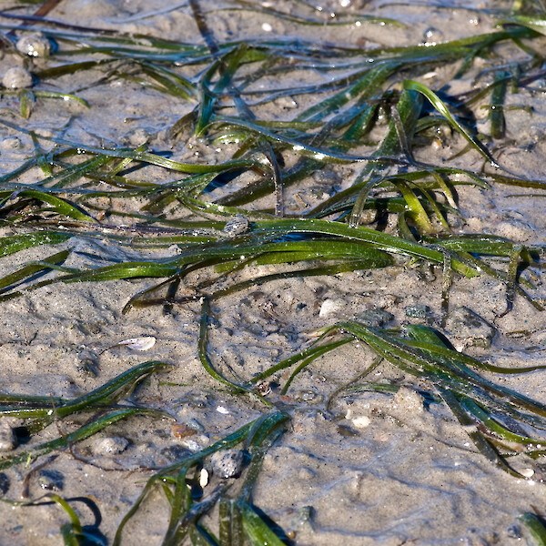 Zostera muelleri subsp. novozelandica