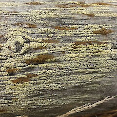 Lecanora polytropa and candelariella vitellina, Tunnel beach, Dunedin.<br>Photographer: Allison Knight, Date taken: 21/02/2012, Licence: All rights reserved. <a class='member-message' href='/nzpcn/why-join-nzpcn/' target='_blank'>Members can view a larger version of this image.</a>
