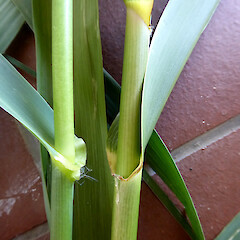 Kitchener Park, Feilding. Showing collar-ligule area at top of sheath, for Phragmites karka (on right) and Arundo donax (on left - plant from a Whanganui garden).<br>Photographer: Colin C. Ogle, Date taken: 28/01/2021, Licence: <a target='_blank' href='https://creativecommons.org/licenses/by-nc/4.0'>CC BY-NC</a>. <a class='member-message' href='/nzpcn/why-join-nzpcn/' target='_blank'>Members can view a larger version of this image.</a>