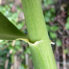 Kitchener Park, Feilding. Ligule-collar area at top of stem sheath.<br>Photographer: Colin C. Ogle, Date taken: 28/01/2021, Licence: <a target='_blank' href='https://creativecommons.org/licenses/by-nc/4.0'>CC BY-NC</a>. <a class='member-message' href='/nzpcn/why-join-nzpcn/' target='_blank'>Members can view a larger version of this image.</a>