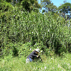 Kitchener Park, Feilding. Unmanaged patch of P. karka on edge of swamp forest.<br>Photographer: Colin C. Ogle, Date taken: 28/01/2021, Licence: <a target='_blank' href='https://creativecommons.org/licenses/by-nc/4.0'>CC BY-NC</a>. <a class='member-message' href='/nzpcn/why-join-nzpcn/' target='_blank'>Members can view a larger version of this image.</a>