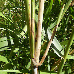 Kitchener Park, Feilding. Branching culm.<br>Photographer: Colin C. Ogle, Date taken: 28/01/2021, Licence: <a target='_blank' href='https://creativecommons.org/licenses/by-nc/4.0'>CC BY-NC</a>. <a class='member-message' href='/nzpcn/why-join-nzpcn/' target='_blank'>Members can view a larger version of this image.</a>
