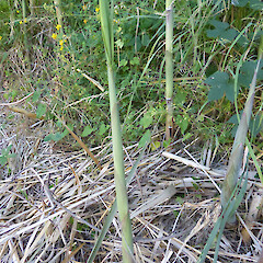 Kitchener Park, Feilding. Resprout where the reeds were cut 4 months earlier.<br>Photographer: Colin C. Ogle, Date taken: 28/01/2021, Licence: <a target='_blank' href='https://creativecommons.org/licenses/by-nc/4.0'>CC BY-NC</a>. <a class='member-message' href='/nzpcn/why-join-nzpcn/' target='_blank'>Members can view a larger version of this image.</a>