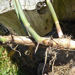 Kitchener Park, Feilding. Rhizome excavated and left on surface - sprouts 4 months later.<br>Photographer: Colin C. Ogle, Date taken: 28/01/2021, Licence: <a target='_blank' href='https://creativecommons.org/licenses/by-nc/4.0'>CC BY-NC</a>. <a class='member-message' href='/nzpcn/why-join-nzpcn/' target='_blank'>Members can view a larger version of this image.</a>