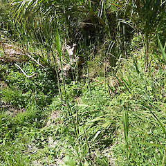 Kitchener Park, Feilding. New shoots as the colony of reeds expands into new ground.<br>Photographer: Colin C. Ogle, Date taken: 28/01/2021, Licence: <a target='_blank' href='https://creativecommons.org/licenses/by-nc/4.0'>CC BY-NC</a>. <a class='member-message' href='/nzpcn/why-join-nzpcn/' target='_blank'>Members can view a larger version of this image.</a>