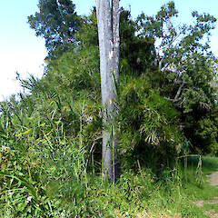 Feilding by South Street bridge. Reeds behind a dead kahikatea trunk - cut stems measured here at 6 m tall.<br>Photographer: Colin C. Ogle, Date taken: 28/01/2021, Licence: <a target='_blank' href='https://creativecommons.org/licenses/by-nc/4.0'>CC BY-NC</a>. <a class='member-message' href='/nzpcn/why-join-nzpcn/' target='_blank'>Members can view a larger version of this image.</a>