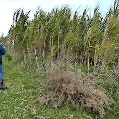 Whangaehu River Estuary. Spread of reeds prevented by grazing of adjoining paddock.<br>Photographer: Colin C. Ogle, Date taken: 23/05/2021, Licence: <a target='_blank' href='https://creativecommons.org/licenses/by-nc/4.0'>CC BY-NC</a>. <a class='member-message' href='/nzpcn/why-join-nzpcn/' target='_blank'>Members can view a larger version of this image.</a>