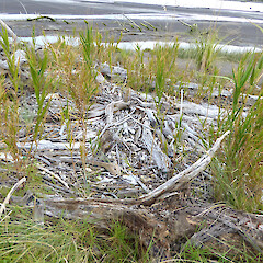 Whangaehu River Estuary. Reeds invading driftwood zone within spring tide limits.<br>Photographer: Colin C. Ogle, Date taken: 23/05/2021, Licence: <a target='_blank' href='https://creativecommons.org/licenses/by-nc/4.0'>CC BY-NC</a>. <a class='member-message' href='/nzpcn/why-join-nzpcn/' target='_blank'>Members can view a larger version of this image.</a>
