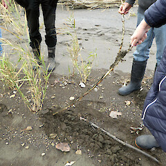 Whangaehu River Estuary. Phragmites karka rhizomes invading tidal zone.<br>Photographer: Colin C. Ogle, Date taken: 23/05/2021, Licence: <a target='_blank' href='https://creativecommons.org/licenses/by-nc/4.0'>CC BY-NC</a>. <a class='member-message' href='/nzpcn/why-join-nzpcn/' target='_blank'>Members can view a larger version of this image.</a>