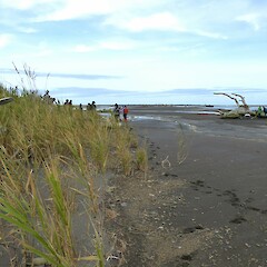 Whangaehu River Estuary. Phragmites karka down to tidal zones of estuary.<br>Photographer: Colin C. Ogle, Date taken: 23/05/2021, Licence: <a target='_blank' href='https://creativecommons.org/licenses/by-nc/4.0'>CC BY-NC</a>. <a class='member-message' href='/nzpcn/why-join-nzpcn/' target='_blank'>Members can view a larger version of this image.</a>