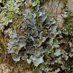 Kerikeri, Northland.<br>Photographer: Melissa Hutchison, Date taken: 16/01/2020, Licence: <a target='_blank' href='https://creativecommons.org/licenses/by-nc/4.0'>CC BY-NC</a>. <a class='member-message' href='/nzpcn/why-join-nzpcn/' target='_blank'>Members can view a larger version of this image.</a>