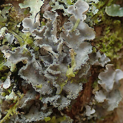 Kerikeri, Northland.<br>Photographer: Melissa Hutchison, Date taken: 16/01/2020, Licence: <a target='_blank' href='https://creativecommons.org/licenses/by-nc/4.0'>CC BY-NC</a>. <a class='member-message' href='/nzpcn/why-join-nzpcn/' target='_blank'>Members can view a larger version of this image.</a>