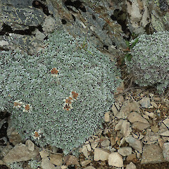 Photographer: Melissa Hutchison, Date taken: 05/03/2022, Licence: <a target='_blank' href='https://creativecommons.org/licenses/by-nc/4.0'>CC BY-NC</a>. <a class='member-message' href='/nzpcn/why-join-nzpcn/' target='_blank'>Members can view a larger version of this image.</a>