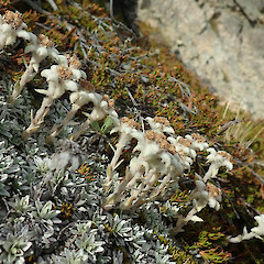Photographer: Melissa Hutchison, Date taken: 05/03/2022, Licence: <a target='_blank' href='https://creativecommons.org/licenses/by-nc/4.0'>CC BY-NC</a>. <a class='member-message' href='/nzpcn/why-join-nzpcn/' target='_blank'>Members can view a larger version of this image.</a>