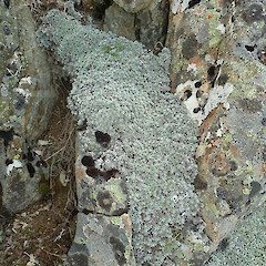 Photographer: Melissa Hutchison, Date taken: 05/03/2022, Licence: <a target='_blank' href='https://creativecommons.org/licenses/by-nc/4.0'>CC BY-NC</a>. <a class='member-message' href='/nzpcn/why-join-nzpcn/' target='_blank'>Members can view a larger version of this image.</a>