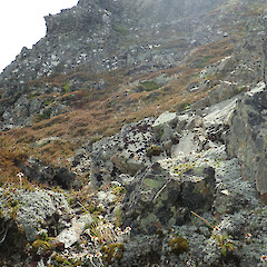 Habitat.<br>Photographer: Melissa Hutchison, Date taken: 05/03/2022, Licence: <a target='_blank' href='https://creativecommons.org/licenses/by-nc/4.0'>CC BY-NC</a>. <a class='member-message' href='/nzpcn/why-join-nzpcn/' target='_blank'>Members can view a larger version of this image.</a>